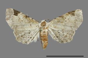 <a href="https://fact.tfri.gov.tw/muse/digi_object/6755a7b756b61b732aa6fc26a9a1d897" target="_blank">Prolophota trigonifera／林業試驗所昆蟲標本館</a>