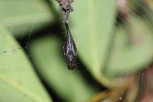 <a href="https://taieol.tw/muse/digi_object/640736efb0cf50a3220058f1d037ca7e" target="_blank">黑尾曳尾蛛／By：nidhogg／iNaturalist</a>