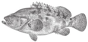 <a href="https://fishdb.sinica.edu.tw/muse/digi_object/0e0905b716b32d44f0e7325ec31141c2" target="_blank">Epinephelus fuscoguttatus／By：鄭義郎／鄭義郎</a>