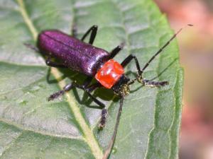 紫翅麗菊虎 Themus purpuratus Wittmer, 1983