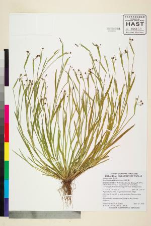 <a href="https://brmas.openmuseum.tw/muse/digi_object/485fea5373afea13c9cd1b390d0da74c" target="_blank">庭菖蒲／中央研究院生物多樣性研究博物館植物標本館 (HAST)</a>