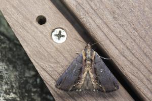 <a href="https://taieol.tw/muse/digi_object/e8eea4cde709a8090061c9b7a29d05c9" target="_blank">Ercheia cyllaria／By：papilioshih／iNaturalist</a>