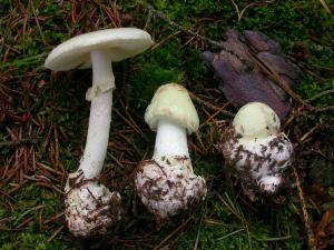 Amanita citrina