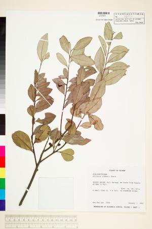 <a href="https://brmas.openmuseum.tw/muse/digi_object/4883bf927bd955a8a07b9ce62b1fe6fb" target="_blank">魯花樹／中央研究院生物多樣性研究博物館植物標本館 (HAST)</a>