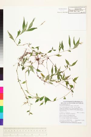 <a href="https://brmas.openmuseum.tw/muse/digi_object/489b4a3301561e4fb312a682046a18f8" target="_blank">花蓼／中央研究院生物多樣性研究博物館植物標本館 (HAST)</a>