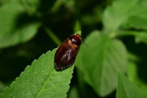 <a href="https://taieol.tw/muse/digi_object/d42c597562b7c207c58958bb008296bd" target="_blank">Pycnoscelus indicus／By：yunglunlin／iNaturalist</a>