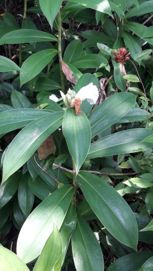 <a href="https://taieol.tw/muse/digi_object/0187faf0097dc09d252681f14eba68b1" target="_blank">絹毛鳶尾／By：yalinglin／iNaturalist</a>