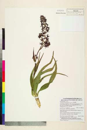 <a href="https://brmas.openmuseum.tw/muse/digi_object/48dc16d0b72d5a0a03eb3fdc39519ed9" target="_blank">台灣藜蘆／中央研究院生物多樣性研究博物館植物標本館 (HAST)</a>