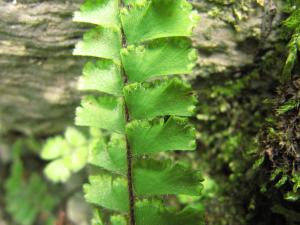 馬來鐵線蕨 Adiantum malesianum Ghatak