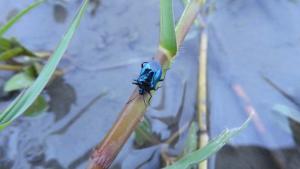 <a href="https://taieol.tw/muse/digi_object/5660fbbe35df9e65660501916c9dd828" target="_blank">藍蝽／By：zachcheng／iNaturalist</a>