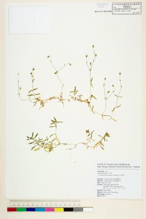 <a href="https://brmas.openmuseum.tw/muse/digi_object/48ea8c319b53f2abaf0d80b98815c714" target="_blank">玉山卷耳／中央研究院生物多樣性研究博物館植物標本館 (HAST)</a>