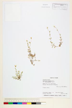 <a href="https://brmas.openmuseum.tw/muse/digi_object/48ffe5bf2b31158ef3910a07494bcb24" target="_blank">玉山卷耳／中央研究院生物多樣性研究博物館植物標本館 (HAST)</a>