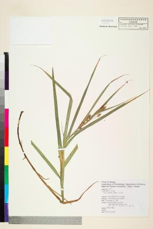 <a href="https://brmas.openmuseum.tw/muse/digi_object/490b19f0bb01a7c668bc3f21f2d2f71c" target="_blank">舌葉薹(貝舌薹)／中央研究院生物多樣性研究博物館植物標本館 (HAST)</a>