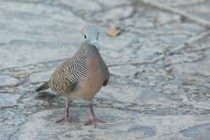 <a href="https://taieol.tw/muse/digi_object/c9319fbcc14830cc11d6862010a942d8" target="_blank">斑馬鳩／By：馬承漢／臺灣物種名錄(TaiCOL)</a>