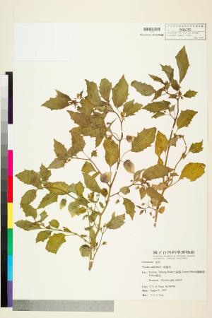 <a href="https://brmas.openmuseum.tw/muse/digi_object/49220d665ea4b7287880bd5ff30560af" target="_blank">燈籠草(苦蘵)／中央研究院生物多樣性研究博物館植物標本館 (HAST)</a>