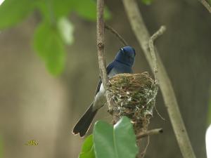 20090724_380328_Black-naped_Monarch_2514.jpg