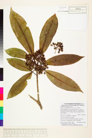 <a href="https://brmas.openmuseum.tw/muse/digi_object/4930b5a54ea0a2163db2973e3531eaad" target="_blank">大葉海桐／中央研究院生物多樣性研究博物館植物標本館 (HAST)</a>
