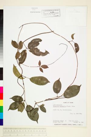 <a href="https://brmas.openmuseum.tw/muse/digi_object/4939a407c4fa3cac89bcddfef5f8c952" target="_blank">石月／中央研究院生物多樣性研究博物館植物標本館 (HAST)</a>