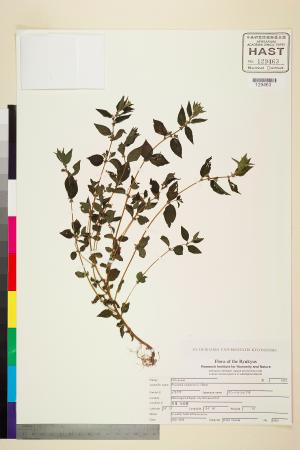 <a href="https://brmas.openmuseum.tw/muse/digi_object/494b4ed0d6b00220a13b3033bf151f0b" target="_blank">霧水葛／中央研究院生物多樣性研究博物館植物標本館 (HAST)</a>