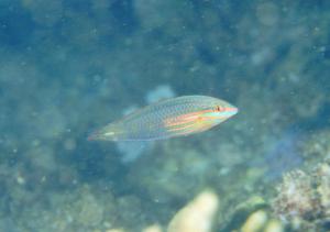 <a href="https://fishdb.sinica.edu.tw/muse/digi_object/52bc64a2d9d2da3307327c56bf5ad68a" target="_blank">Halichoeres biocellatus@fishdb-media-1252／魚類生態與演化研究室</a>