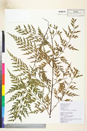 <a href="https://brmas.openmuseum.tw/muse/digi_object/49586e5e7d3ff68f3c3a601febb3f680" target="_blank">大黑柄鐵角蕨／中央研究院生物多樣性研究博物館植物標本館 (HAST)</a>