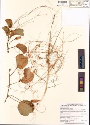 <a href="https://brmas.openmuseum.tw/muse/digi_object/497e3011f5f55abffff70ad1eaeb7be3" target="_blank">無根草／中央研究院生物多樣性研究博物館植物標本館 (HAST)</a>