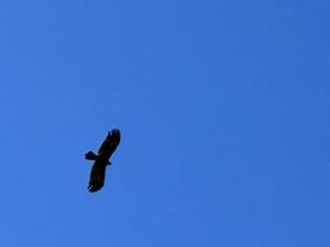 <a href="https://taieol.tw/muse/digi_object/dc4b923066f3a37f8c752c8f30e50072" target="_blank">林鵰／By：naturalist10919／iNaturalist</a>