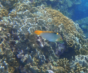 <a href="https://taieol.tw/muse/digi_object/a38c9072854aed7b9b57572ba09eaa53" target="_blank">雲斑海豬魚／By：pchi45／iNaturalist</a>