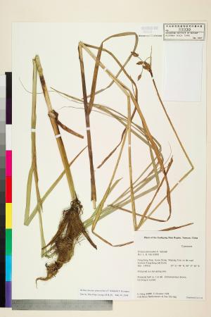 <a href="https://brmas.openmuseum.tw/muse/digi_object/49c91a59ce661d402d3c917a8b9656a2" target="_blank">扁稈藨草(雲林莞草)／中央研究院生物多樣性研究博物館植物標本館 (HAST)</a>