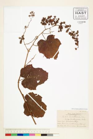 <a href="https://brmas.openmuseum.tw/muse/digi_object/49d2e93a09fa564ee650df0968ab2475" target="_blank">高梁泡／中央研究院生物多樣性研究博物館植物標本館 (HAST)</a>