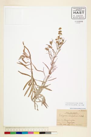 <a href="https://brmas.openmuseum.tw/muse/digi_object/49d6ee7a475c5ee5ff6def11c56ae57a" target="_blank">美州假蓬(野桐蒿）／中央研究院生物多樣性研究博物館植物標本館 (HAST)</a>