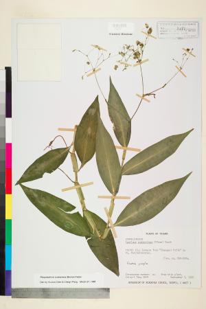 <a href="https://brmas.openmuseum.tw/muse/digi_object/49dc79db3186aeecfbc9f40ba654cb69" target="_blank">毛果竹葉菜(毛果網籽草)／中央研究院生物多樣性研究博物館植物標本館 (HAST)</a>