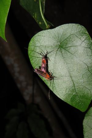 <a href="https://taieol.tw/muse/digi_object/491423e57f561631f8c877d719a3595d" target="_blank">Tisis mesozosta／By：yuluhuang／iNaturalist</a>