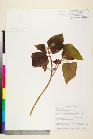 <a href="https://brmas.openmuseum.tw/muse/digi_object/4a047c93e09228a62651d601aa94a46e" target="_blank">白毛臭牡丹／中央研究院生物多樣性研究博物館植物標本館 (HAST)</a>