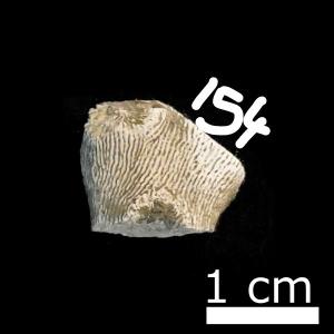 <a href="https://brmas.openmuseum.tw/muse/digi_object/18167dc418de783671d7697c72470e1f" target="_blank">Dendrophyllia sp.／中央研究院生物多樣性研究博物館動物標本館 (ASIZ)</a>