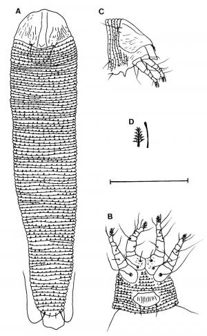 Aceria shepherdiae Keifer, 1966