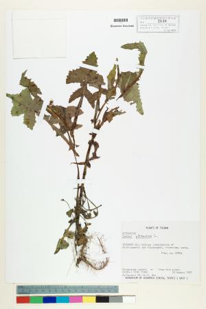 <a href="https://brmas.openmuseum.tw/muse/digi_object/4a3ea00eb6cfe39dfcb7c87b1e0f9768" target="_blank">苦滇菜(苦菜)／中央研究院生物多樣性研究博物館植物標本館 (HAST)</a>
