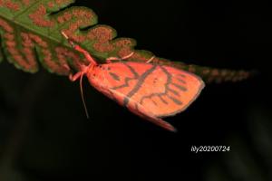 <a href="https://taieol.tw/muse/digi_object/136f2c6a24dbbb57b699caf68afae41e" target="_blank">臺放射美苔蛾／By：leehsueh／iNaturalist</a>