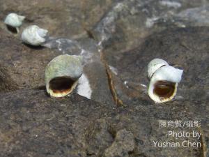 臺灣玉黍螺 