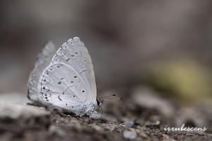 <a href="https://taieol.tw/muse/digi_object/5fa217c9f0dec39dfa4e388b7651946c" target="_blank">嫵琉灰蝶／By：台灣蝴蝶保育學會／台灣蝴蝶保育學會</a>
