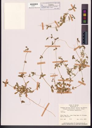 <a href="https://brmas.openmuseum.tw/muse/digi_object/4a69f0930c7b80ccdb508e4201e0eb70" target="_blank">粟米草屬／中央研究院生物多樣性研究博物館植物標本館 (HAST)</a>