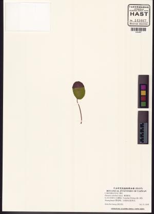 <a href="https://brmas.openmuseum.tw/muse/digi_object/4a6cf70cb443fb33b4d290b08f7e9ebe" target="_blank">蓴(蓴菜)／中央研究院生物多樣性研究博物館植物標本館 (HAST)</a>