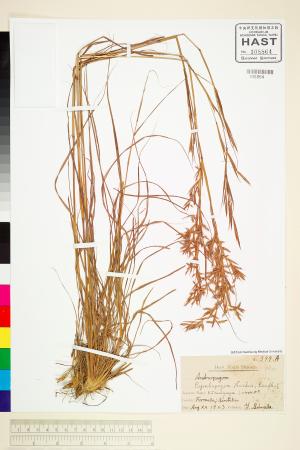 <a href="https://brmas.openmuseum.tw/muse/digi_object/4a7c6e8e55f205cd217d6124df27bcc7" target="_blank">香茅／中央研究院生物多樣性研究博物館植物標本館 (HAST)</a>
