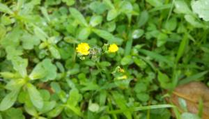 <a href="https://taieol.tw/muse/digi_object/3b6cff3901aeacf87aee33a5ae533d7e" target="_blank">黃鵪菜／By：erickkao／iNaturalist</a>