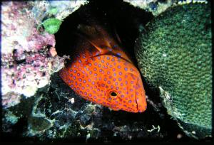 <a href="https://fishdb.sinica.edu.tw/muse/digi_object/c419353cc42eb2c130772b09c49bbfc2" target="_blank">Cephalopholis miniata@fishdb-media-1257／郭道仁</a>