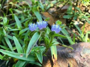 <a href="https://taieol.tw/muse/digi_object/1d3442e7d4db79a9c1846ea9c8e30a54" target="_blank">蛛絲毛藍耳草／By：walterchien／iNaturalist</a>