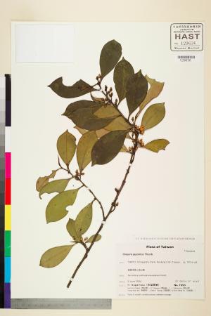 <a href="https://brmas.openmuseum.tw/muse/digi_object/4a937033ac241c5f3fd6bde8897aaddf" target="_blank">紅淡比／中央研究院生物多樣性研究博物館植物標本館 (HAST)</a>