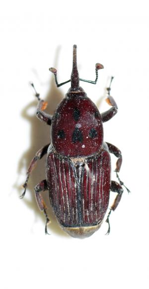 椰子大象鼻蟲 Rhynchophorus ferrugineus