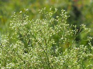<a href="https://taieol.tw/muse/digi_object/db04a1d80102dc93011e15c042af5543" target="_blank">銀膠菊／By：leaf0605／iNaturalist</a>