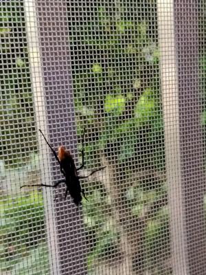 <a href="https://taieol.tw/muse/digi_object/c54ac107c8dd4c0be5da9016b22fb56f" target="_blank">Tachypompilus analis／By：autumncho／iNaturalist</a>